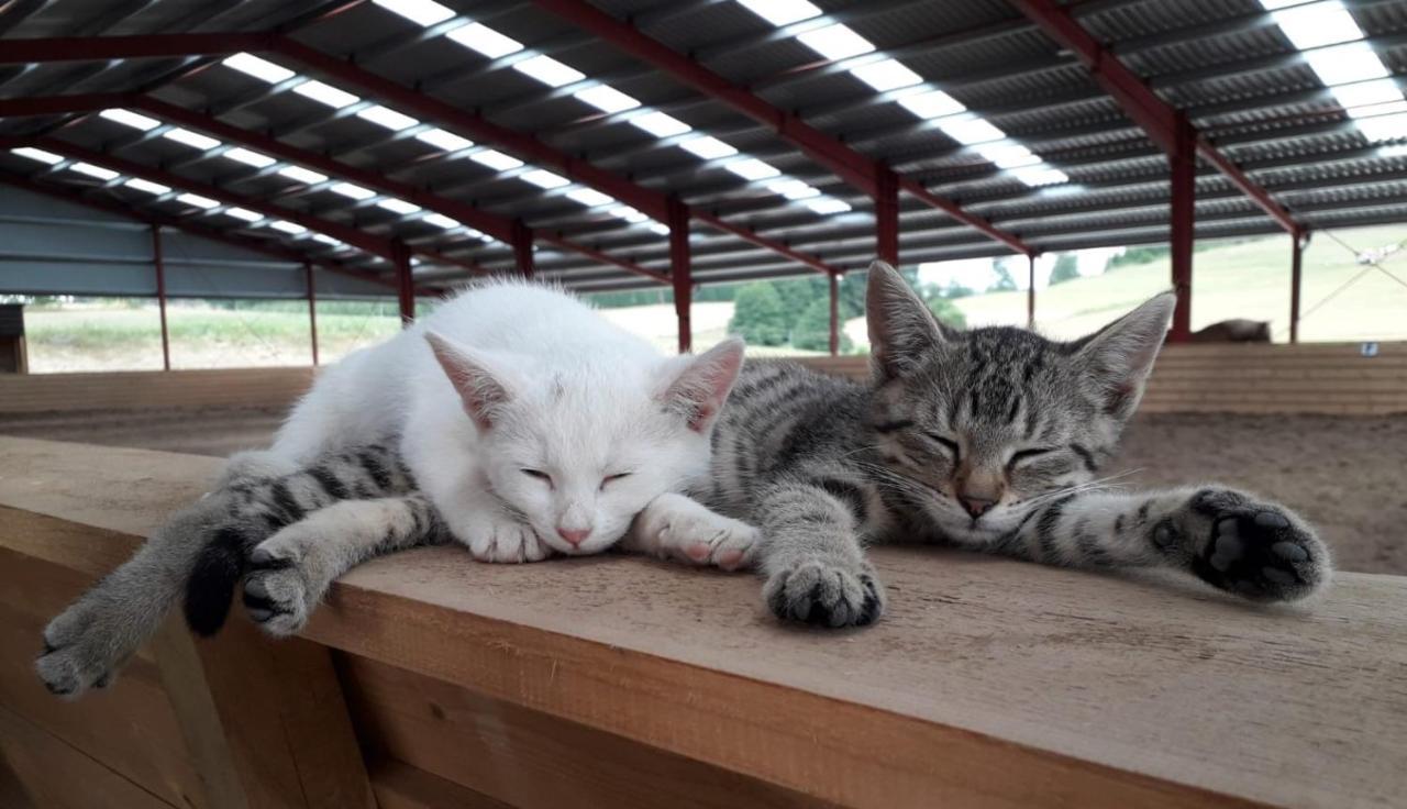 Lidmiluv Mlyn Otel Sadek Dış mekan fotoğraf